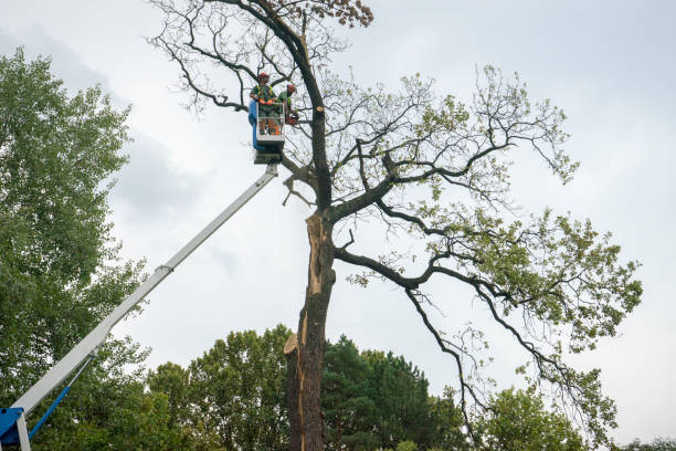  Clay, CA Tree Services Pros