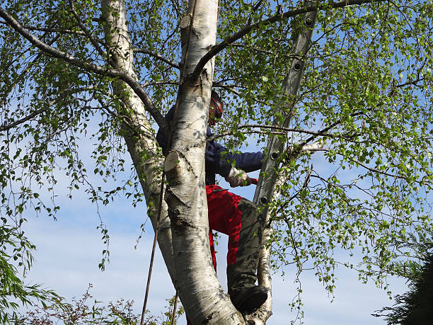 Best Tree Cabling and Bracing  in Clay, CA